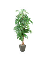 8' BIRDNEST PALM IN SQUARE METAL CONTAINER