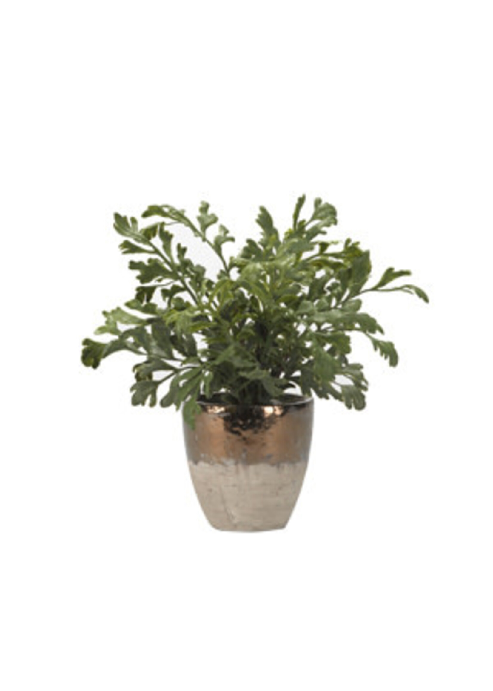 HAREFOOT FERN IN RUSTIC CERAMIC PLANTER