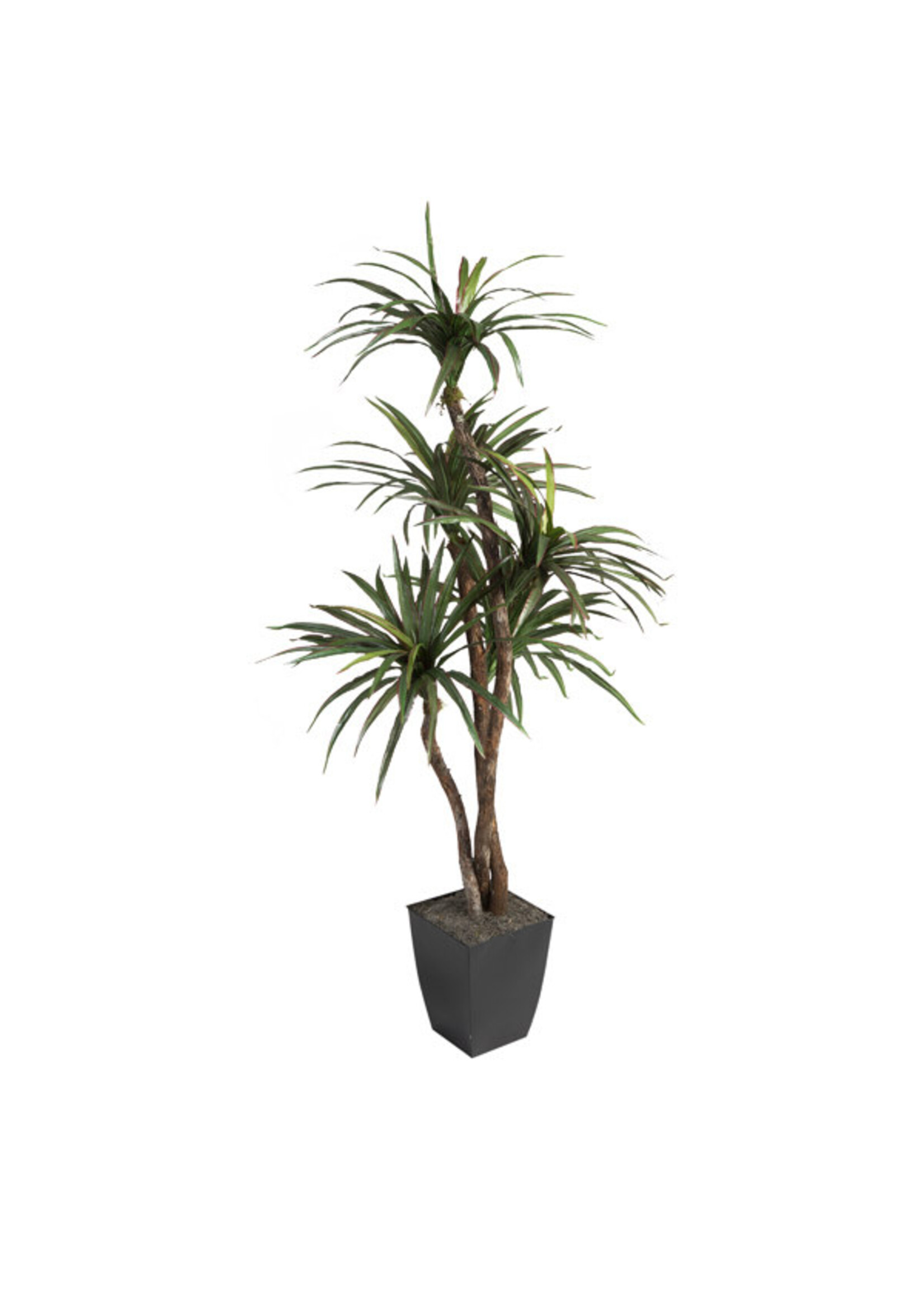 6' DRACAENA TREE IN BLACK SQUARE METAL PLANTER