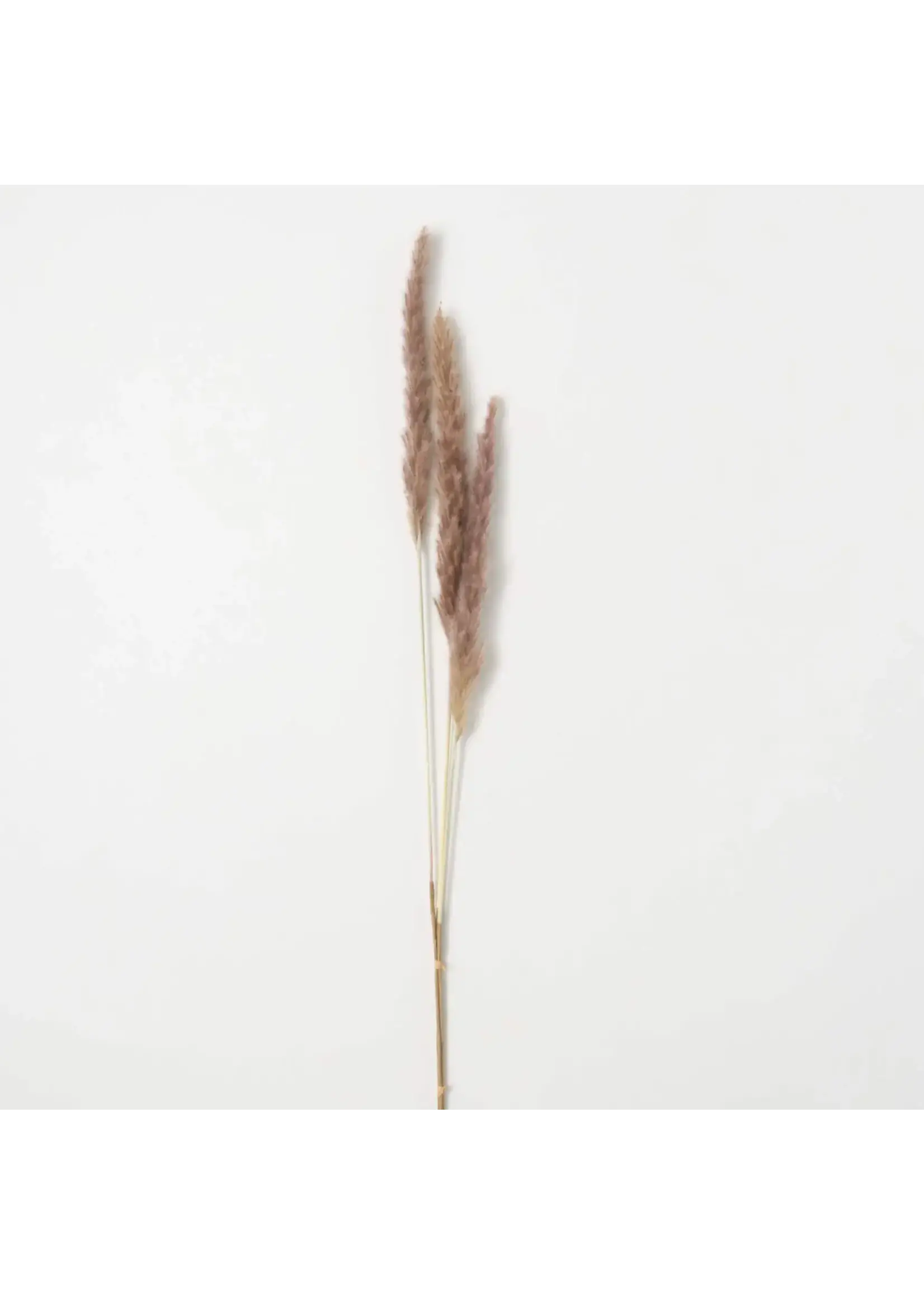 REED SPRAY