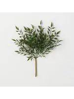 Sullivans RUSCUS BUSH