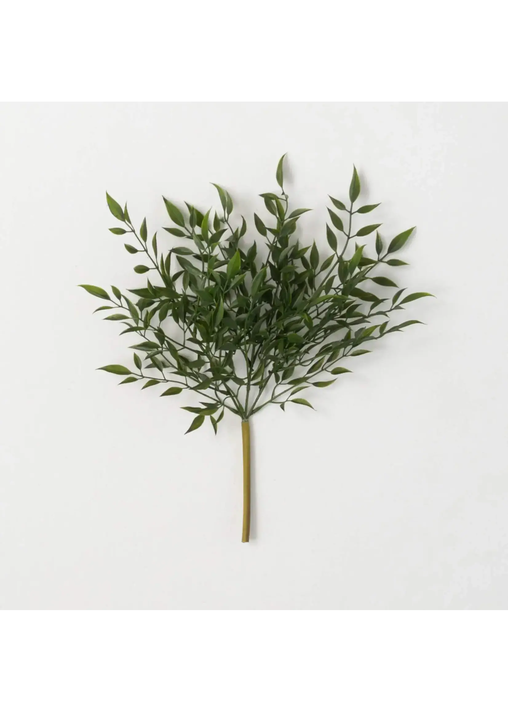 Sullivans RUSCUS BUSH