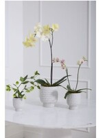 ADRIEN POT 6.75"