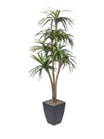 D & W SILKS 7' DRACAENA TREE IN BLACK METAL PLANTER