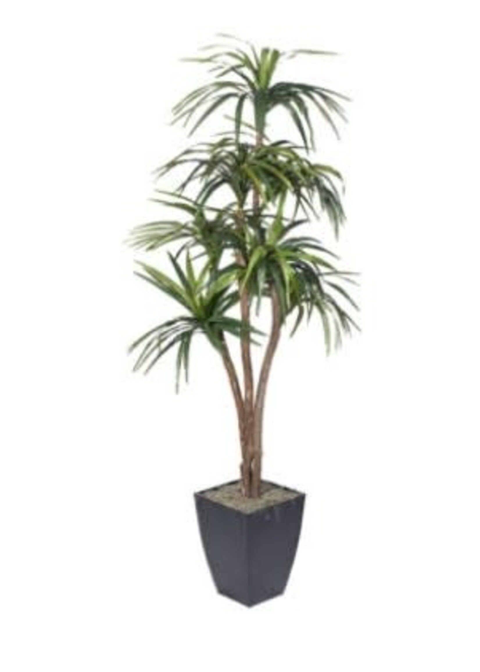 D & W SILKS 7' DRACAENA TREE IN BLACK METAL PLANTER
