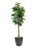D & W SILKS 7' FIDDLE LEAF FIG TREE IN BLACK SQ METAL PLANTER