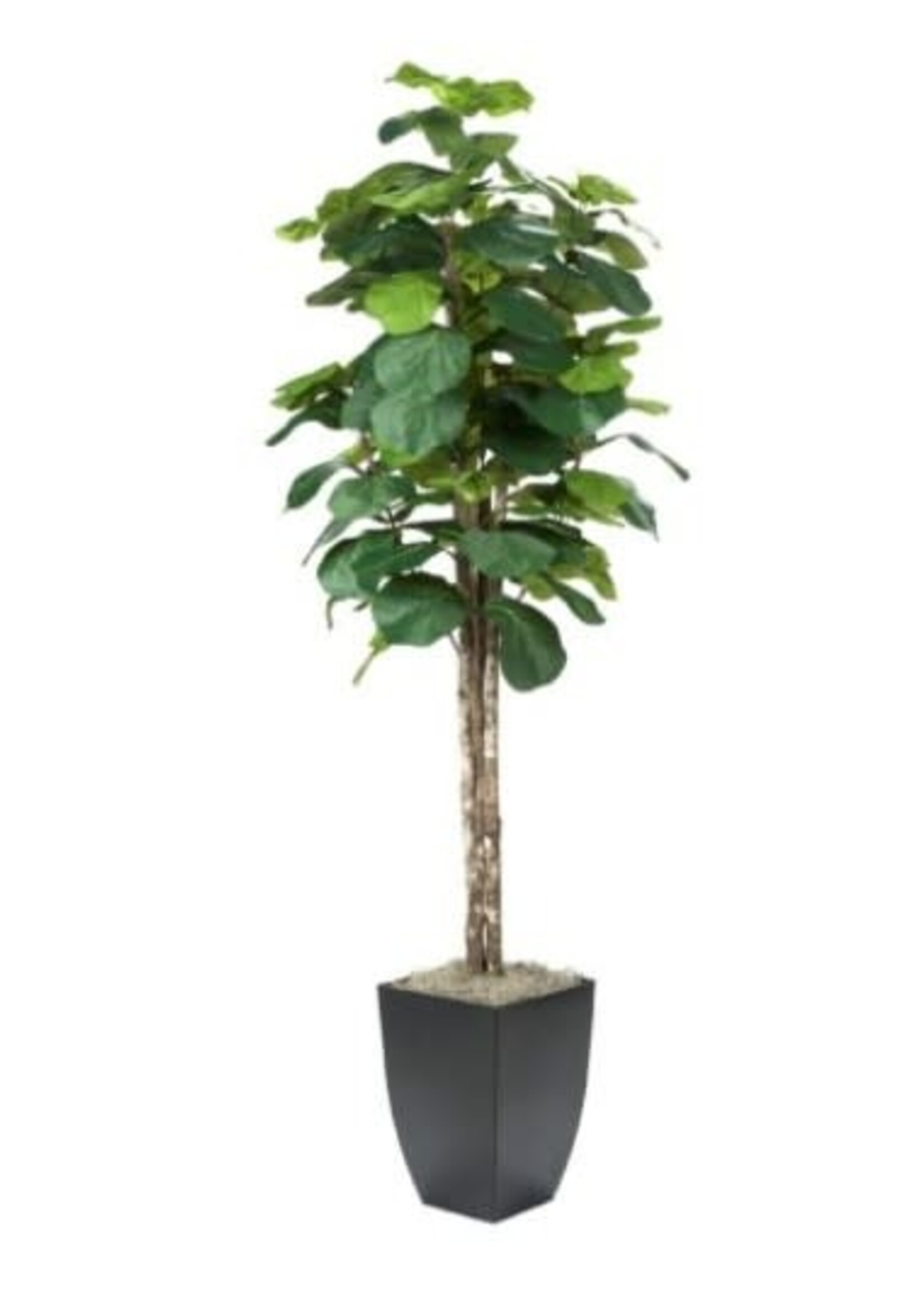 D & W SILKS 7' FIDDLE LEAF FIG TREE IN BLACK SQ METAL PLANTER