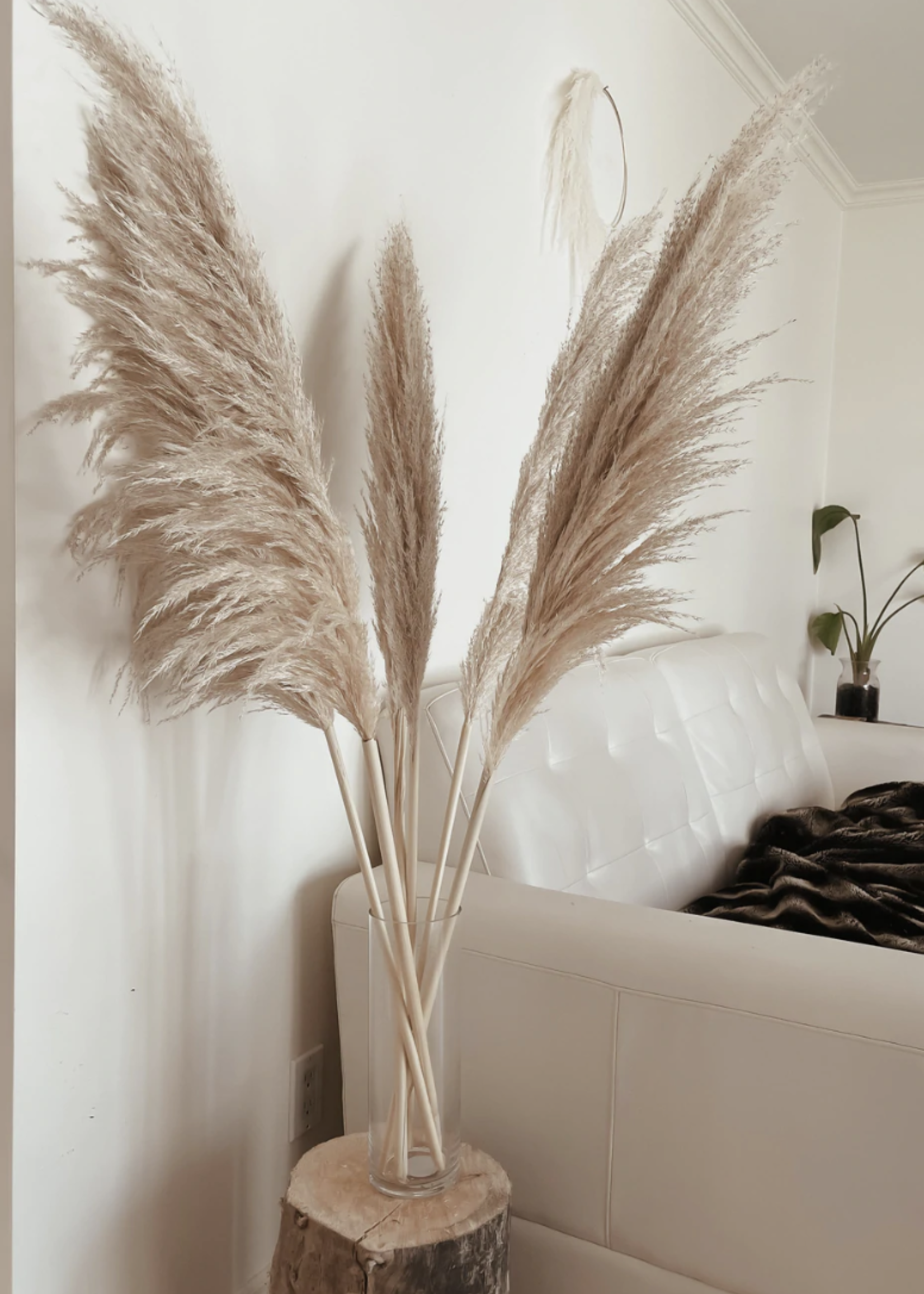 Gold and White Hour Pampas Grass