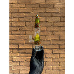 Guru Glass Lava Lamp