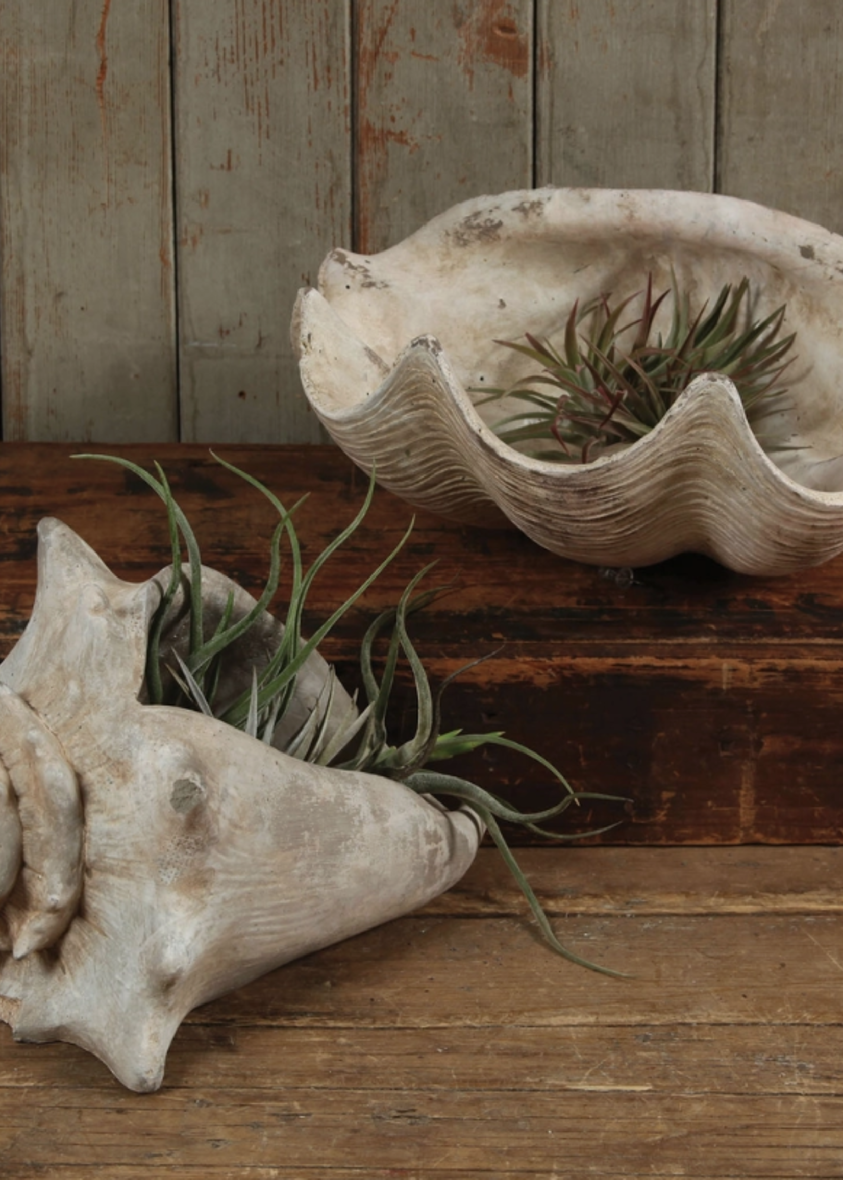 Cement Cast Clam Shell - Antique White