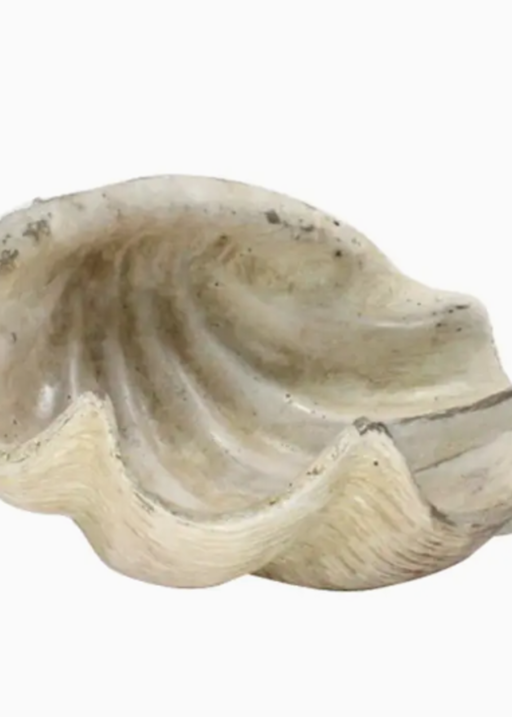Cement Cast Clam Shell - Antique White