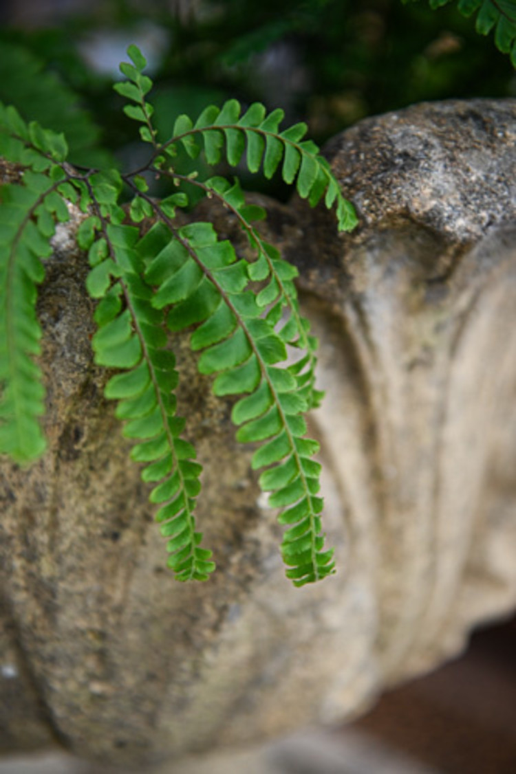 Antique Acanthus Leaf Planter (PAIR) SOLD