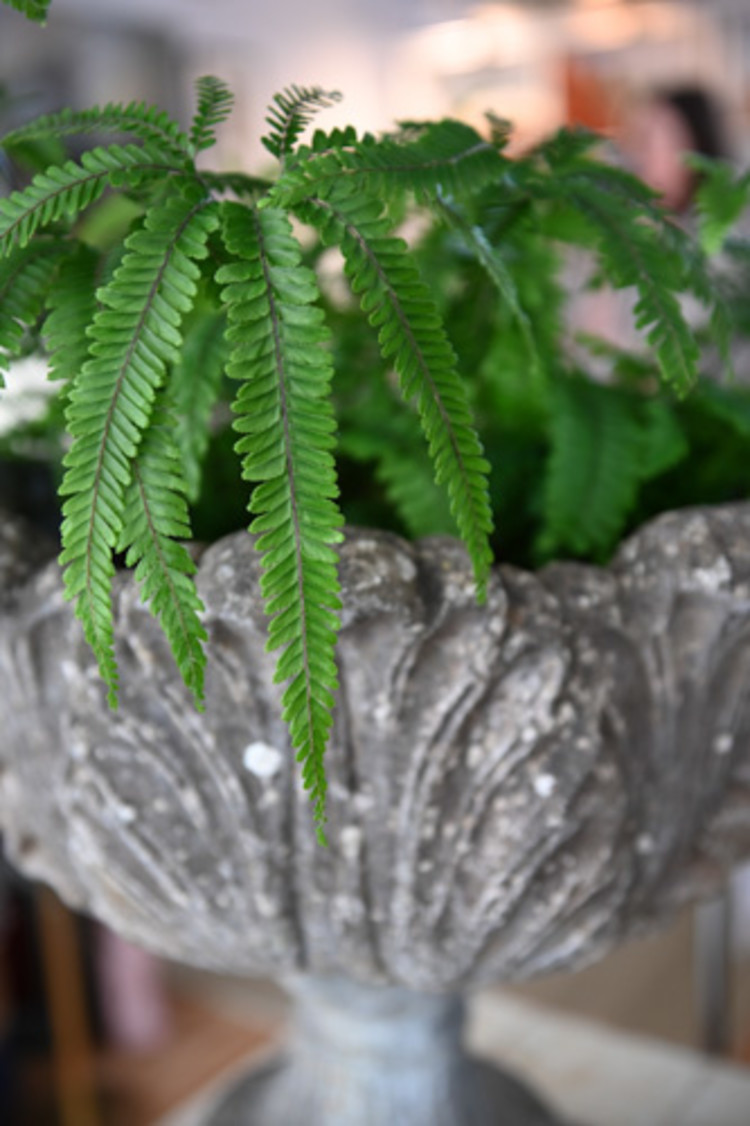 Antique Acanthus Leaf Planter (PAIR) SOLD