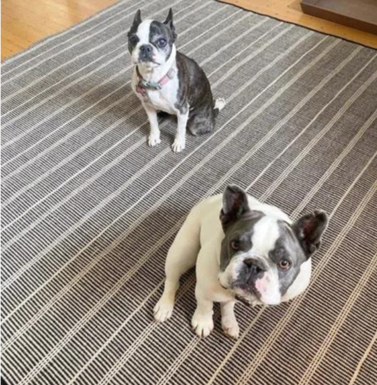 Dash & Albert Samson Black Indoor/Outdoor Rug Gild & Co.