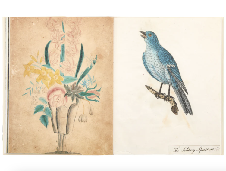 John Derian: The Picture Book Collection