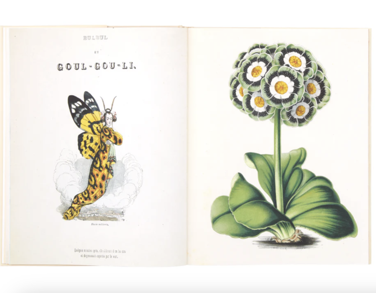 John Derian: The Picture Book Collection