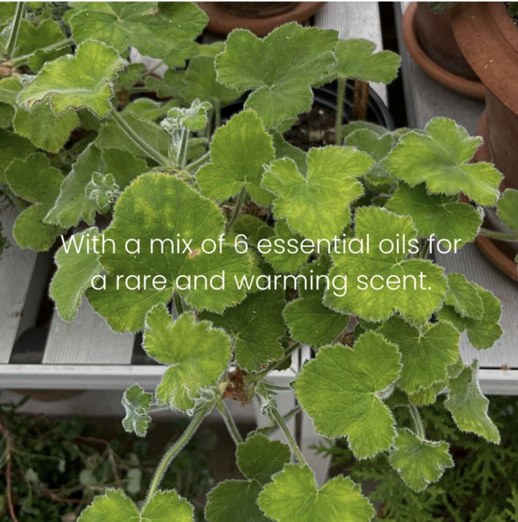 C. Atherley Geranium No. 2 Hand Cream