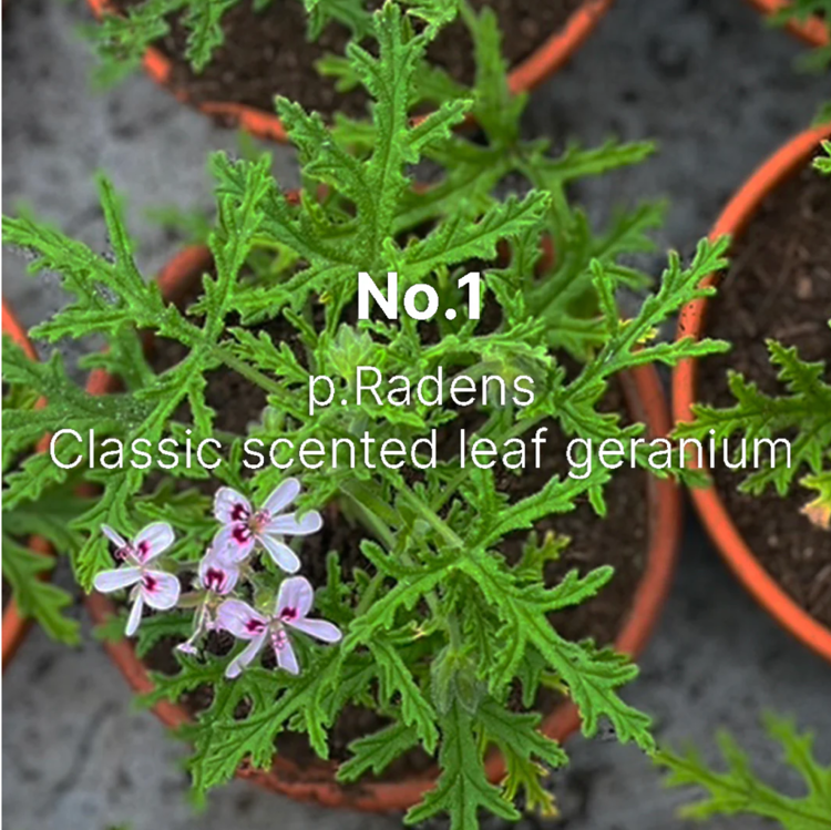 C. Atherley Soap Trio Trellis Pattern (3 x 100g)