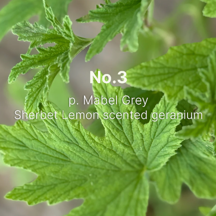 C. Atherley Geranium No. 3 Hand Cream