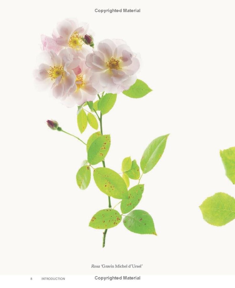 'Roses in the Garden' book