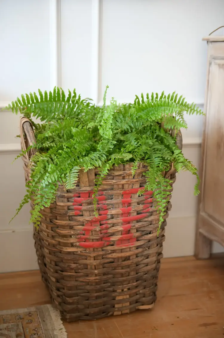 Antique French Grape Harvest Basket