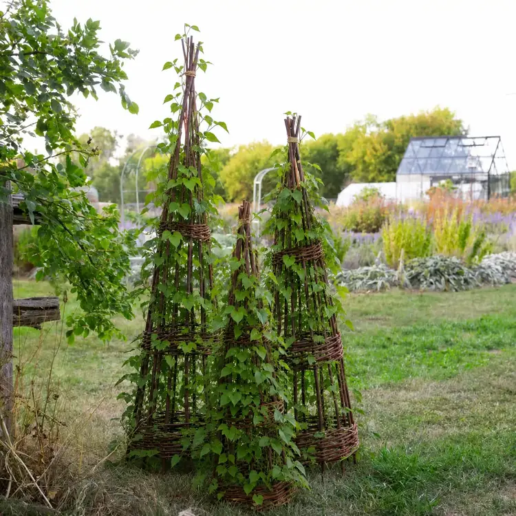 Willow Cone Trellis set