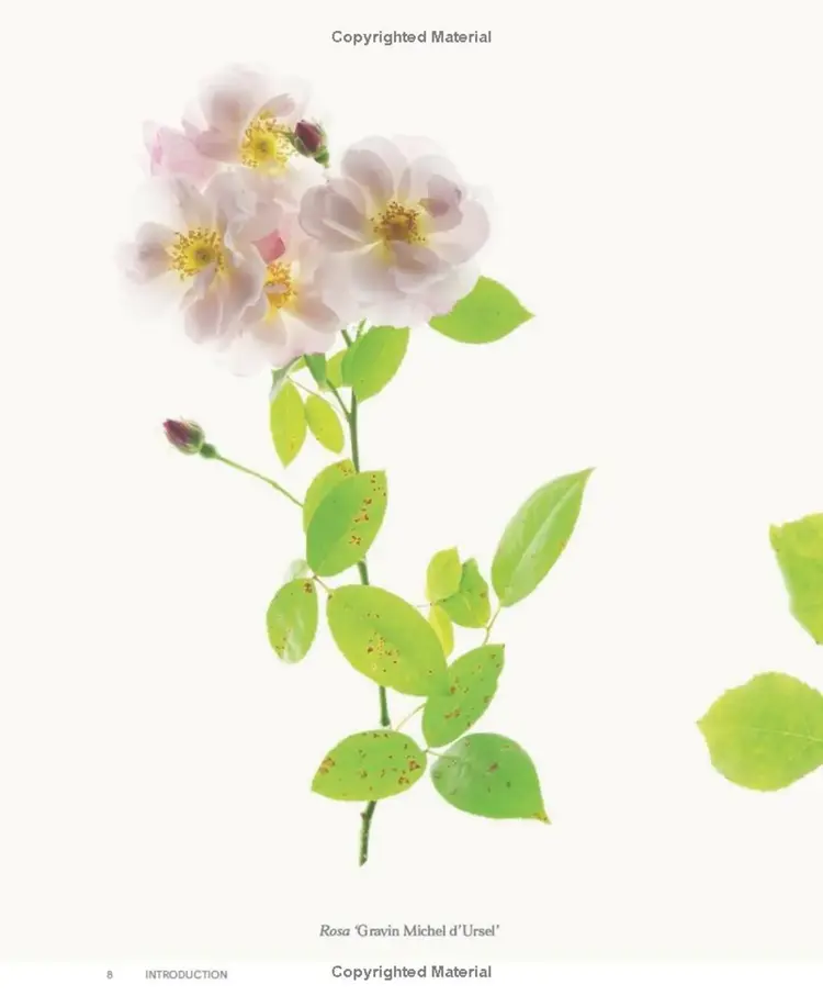 'Roses in the Garden' Book