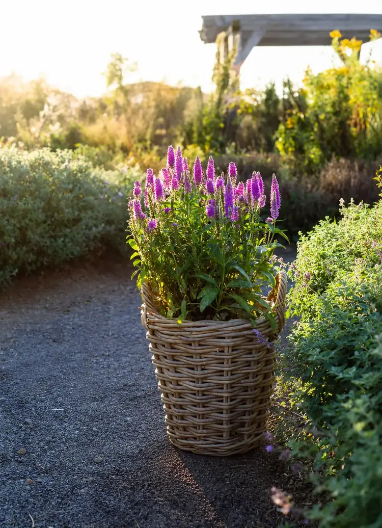 Bushel Basket or Planter with liner