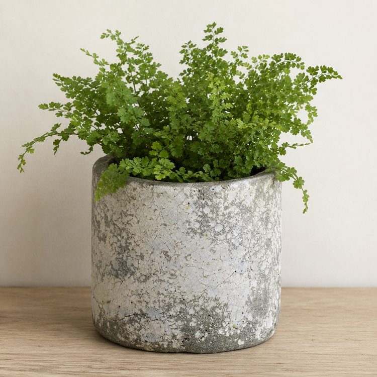 Rhodes pot