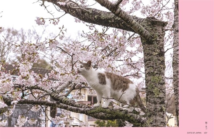 'Neko: Cats of Japan' book