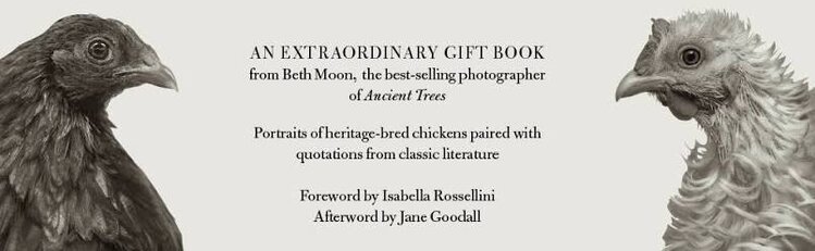'Literary Chickens' book