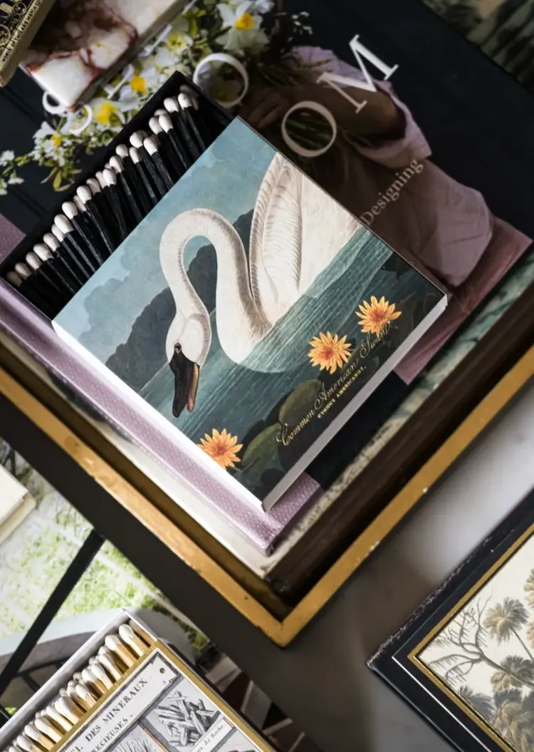 Common American Swan Matches