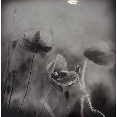 "Floral" by Jurek Nems