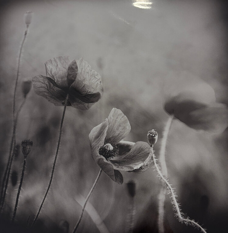 Photograph Floral by Jurek Nems Large