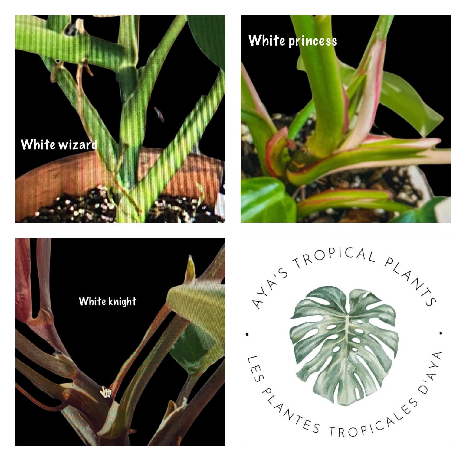 How can you tell the difference between a white princess, white wizard and white knight philodendron?