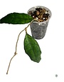 Hoya finlaysonii long leaves -2
