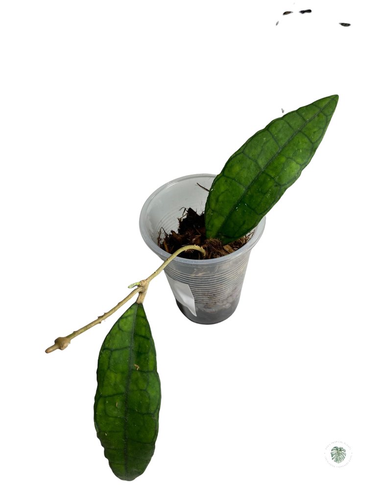 Hoya finlaysonii long leaves -3