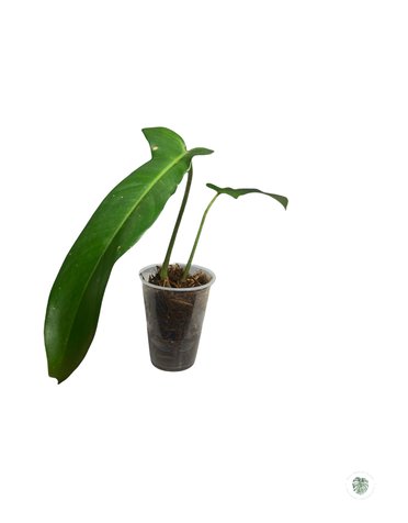 PHILODENDRON 'JERRY HORNE'-11