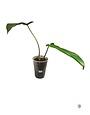 PHILODENDRON 'JERRY HORNE'-11