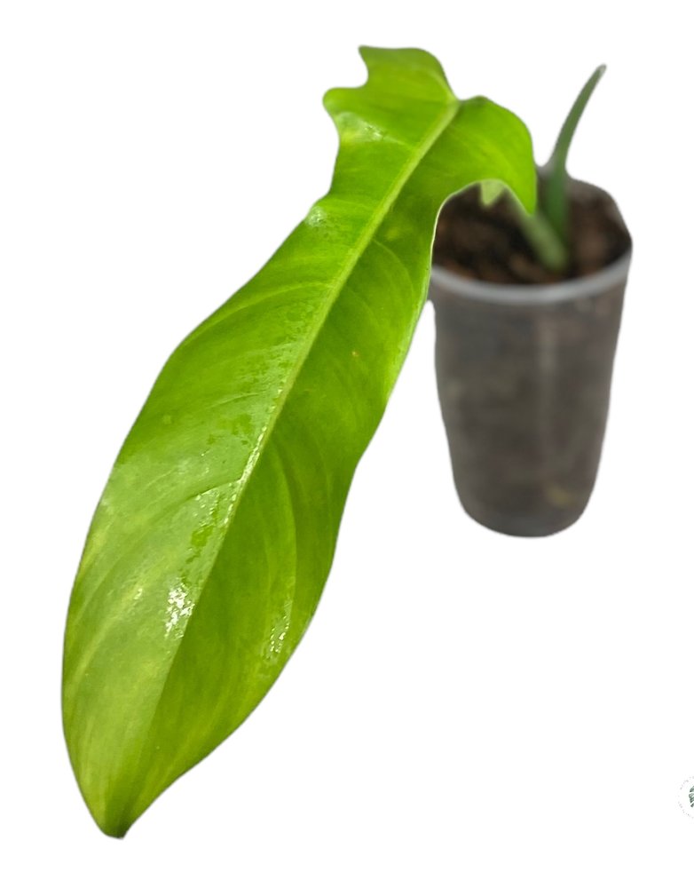 PHILODENDRON 'JERRY HORNE'-10