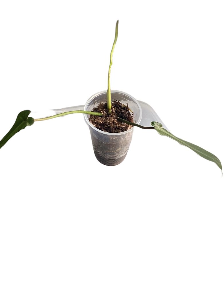 Philodendron JOEPII-41