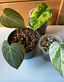 Trio Philodendron Burle Marx Variegated &Philodendron Glorious & Epipremnum Pinnatum Marble Variegated