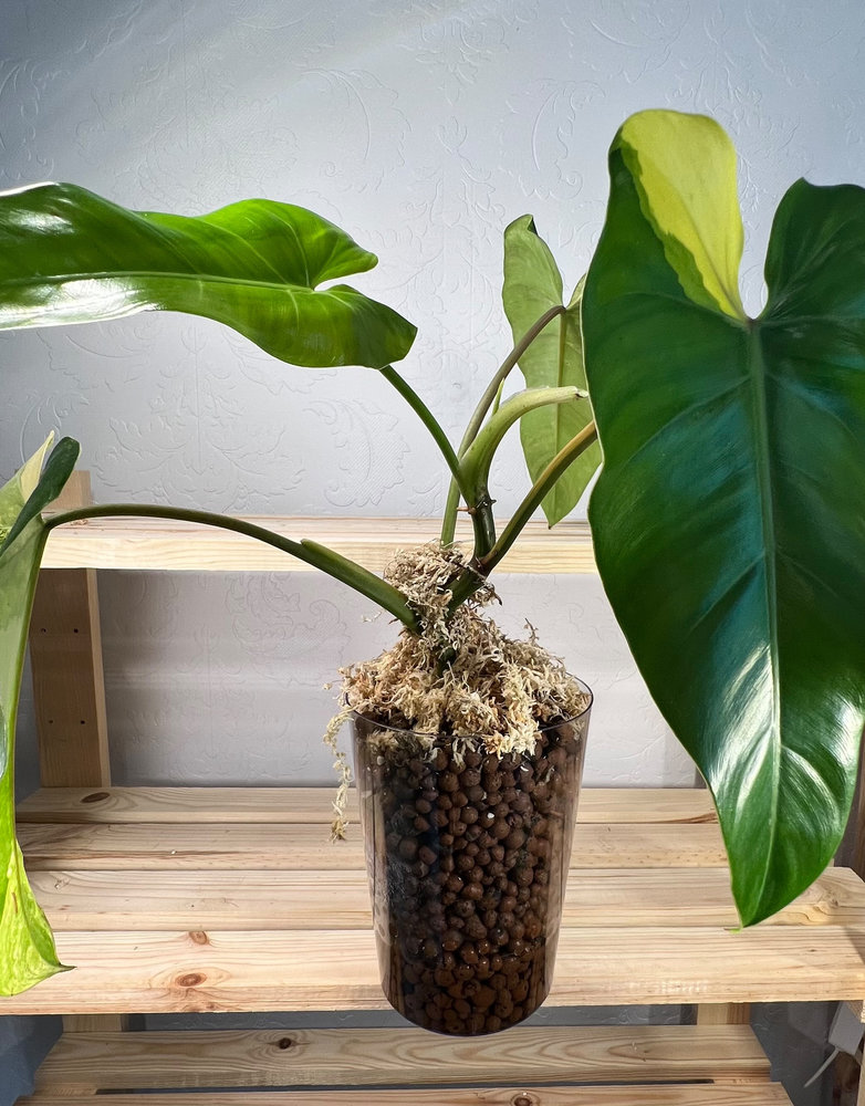 Philodendron Domesticum Variegated-XL