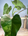 Philodendron Domesticum Variegated-XL