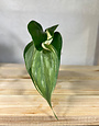 Philodendron Hederaceum 'Rio'- (B-2)