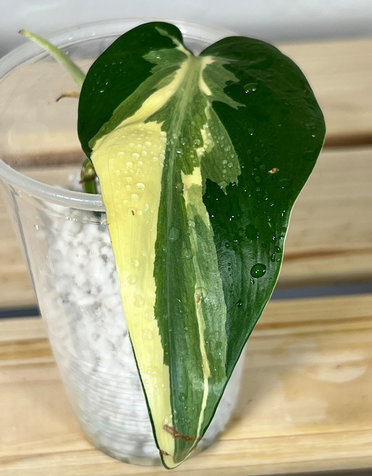 Philodendron Hederaceum 'Rio'- (A-3)