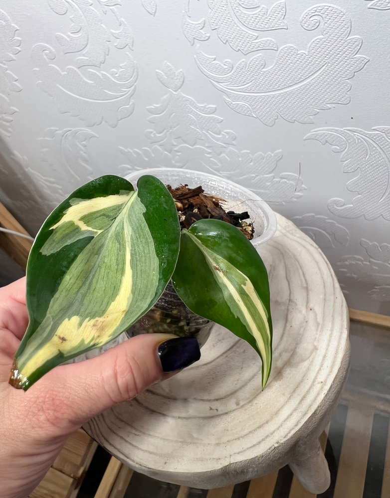 Philodendron Hederaceum 'Rio'-50