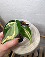 Philodendron Hederaceum 'Rio'-50