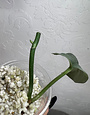 Scindapsus pictus cv. Platinum