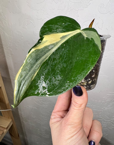 Philodendron Hederaceum 'Rio'